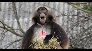 RigaZOO Geladas sarunājas