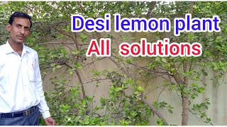 desi lemon plant / solution of all problems / all information ep. 37