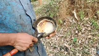 Rubber harvesting,the process of tapping from the tree part 1 റബ്ബര്‍ വിളവെടുപ്പ് muthuthala kerala