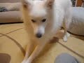 日本スピッツ犬　スノ　毛布から産まれるトコ