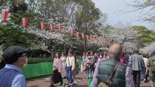 【疑似体験】今年はやっと満開が見れて感謝、感激、雨あられ！！＼(~o~)／　上野の桜満開2　2024