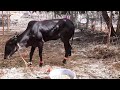 black kapila bulls and black calf at kolhapur festival. kapilacow indianbreed cow