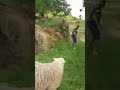 two boys are teasing the goat so that it will come and attack them