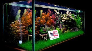 The World's Smallest Plant Aquarium #4 (3 Month Update)