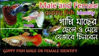 গাপ্পি মাছের ছেলে মেয়ে চেনার উপায় || guppy fish male female identify