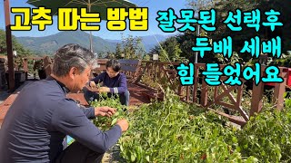 귀촌일상/고추따기 방법 잘못선택 했어요~^^