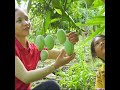 9 weeks process harvesting catfish goes to the market sell cooking fish food hanna daily life