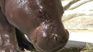 4頭のコビトカバ (上野動物園) 2017年10月1日