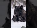 majestic snow black wolf playing with two adorable cubs rare wildlife moments