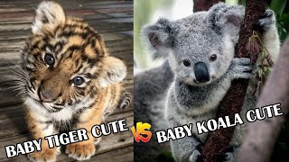 Funny and Cute Moment of the Animals || Aksi menggemaskan Para Hewan