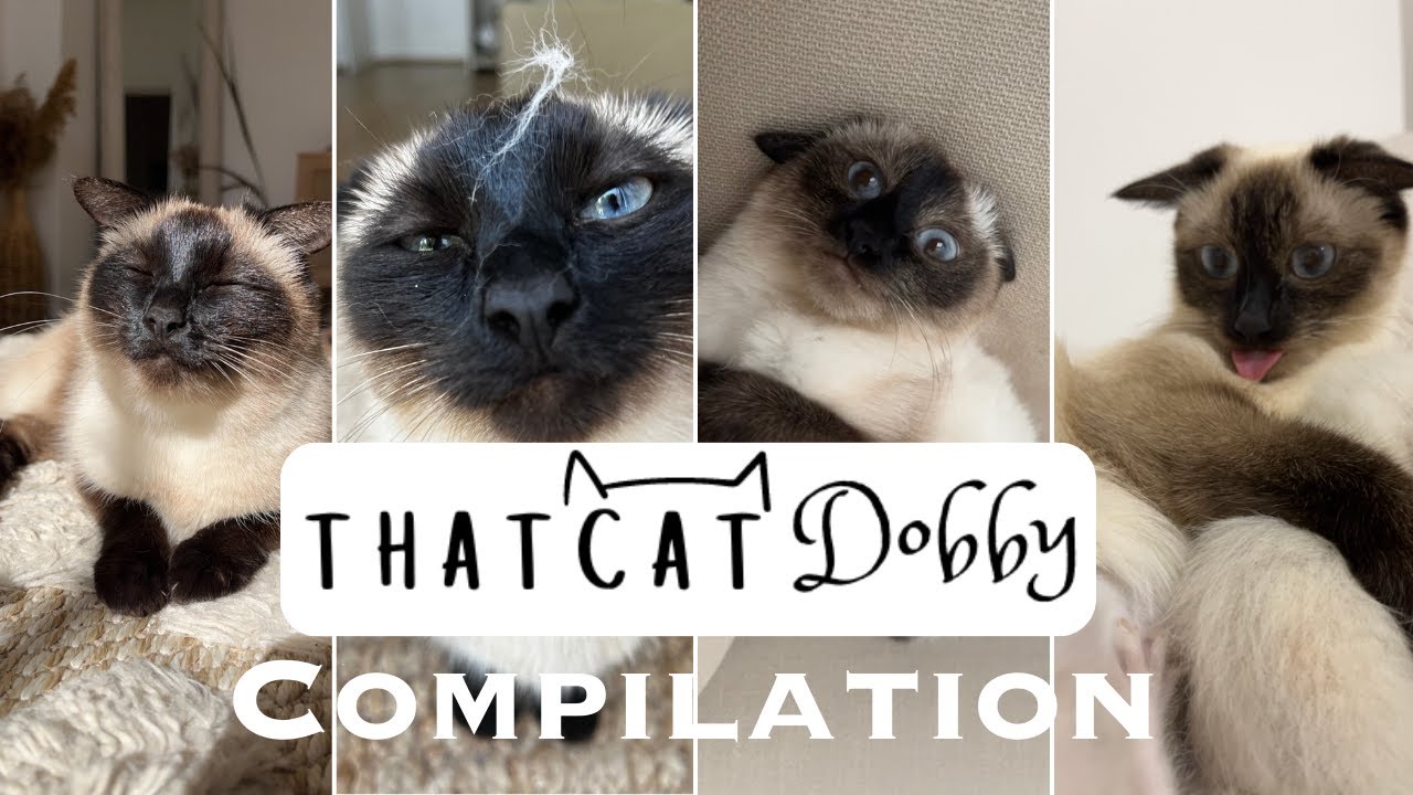 Thatcatdobby Tiktok Compilation Most Viral Cat Videos Youtube