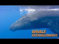 How Whale Entanglements Threaten a Great Success Story: Up Close with Humpbacks (Salish Sea Wild)