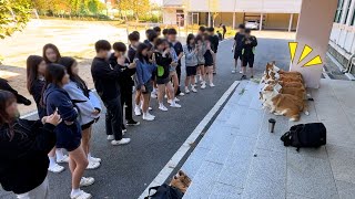 When eight Welsh Corgis go to high school, what happens?