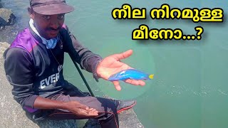 നീല നിറമുള്ള മീനോ 😱 | Parrot Fish