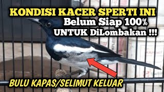 BONGKAR PENDAPAT DAN SOLUSI TENTANG FENOMENA KELUARNYA BULU KAPAS/BULU SELIMUT PADA KACER