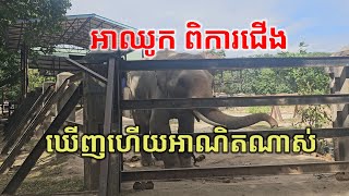 ថ្ងៃនេះមកមើលដំរីឈ្មោះ ឈូក ឃើញហើយអាណិតណាស់បងប្អូន Cambodia Elephant name Chhouk