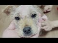 1화 산에서 혼자 떠돌던 새끼강아지를 집으로 데려왔어요. 유기견 구조 입양 rescue dog