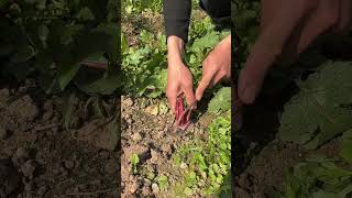 Pulling radishes. Fruit radishes are sweet and crisp when eaten raw