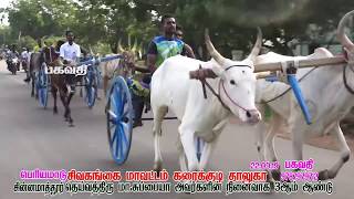 (22.09.19)பெரியமாடு சிவகங்கை மாவட்டம்  சின்னமாத்தூர்  பகவதி