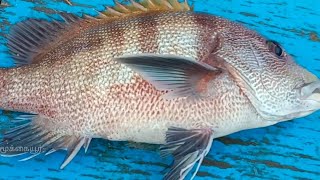 குருவுலி, செப்புலி, ஓரா, பாரை கடல் மீன் வகைகள் /  Sea fish varieties | Ungal meenavan