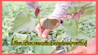 เปรียบเทียบยอดมันเทศแต่ละสายพันธุ์ | AT Stlye