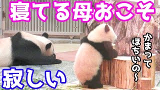 Baby panda Fuhin Wake up sleeping mother!! in Shirahama Adventure World,japan