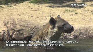 高知県立のいち動物公園 「ブチハイエナ」