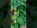 爆盆的甜红薯有个阳台就能种 不仅吃叶子 还能收获甜红薯 sweet potato