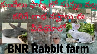 BNR Rabbit farm 9182112782.కుందేలు ఫార్మ్ లో సున్నం వల్ల కలిగే లాభాలు.