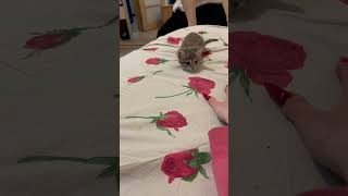 Не забудь подписаться ! #cat #kitten #котенок #catlover #catvideo #funny #кошка #kitty #cute