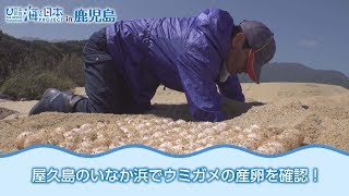 屋久島いなか浜でウミガメ初産卵 日本財団 海と日本PROJECT in 鹿児島 2018 #02