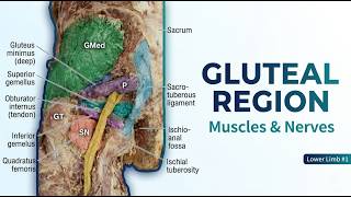 Gluteal Region (Complete Guide for Practical Exams)