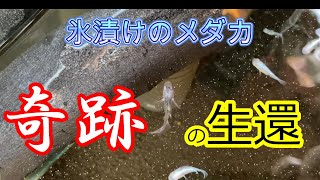 病気のメダカが氷漬けになってしまいました！★になったと思ったのですがなんと元気に生還しました！びっくりです