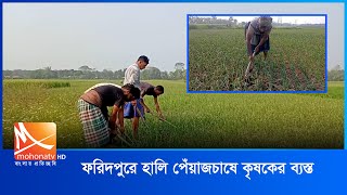 ফরিদপুরে হালি পেঁয়াজচাষে কৃষকের  ব্যস্ততা | Onion Farming | Mohona TV