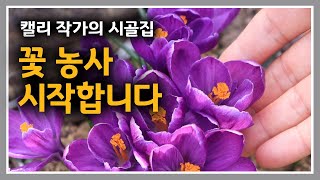 캘리 작가의 시골집 [44] 청운재 꽃씨 총동원했습니다