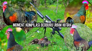 BERBURU AYAM HUTAN ! Moment kompilasi ayam hutan hijau