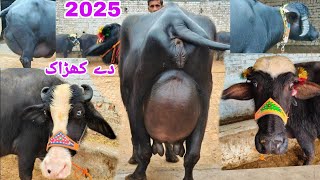 شاہدعلی بلوچ601گ ب | 7ٹاپ کلاس بھینسیں فروخت07جنوری Pure Neli Nili Ravi Buffalo For Sale on Eitfaaq