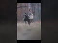 beautiful video of common cranes mating shorts