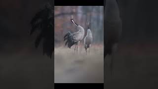 Beautiful video of Common cranes mating #shorts