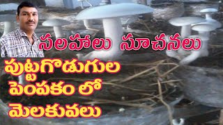 Milky mushrooms cultivation tips 10. Raaja Charis AtoZ.