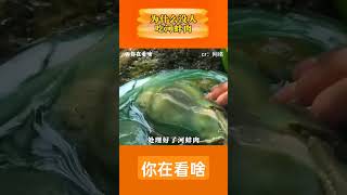 为什么没人吃河蚌肉 #河蚌 #蚂蝗 #寄生虫 #野货 #内容启发搜索