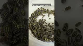 Armadillidium gestroi going off to new homes this week! #isopod #insect # #animal  #reptiles #bug