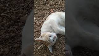 നിങ്ങളുടെ വീട്ടിൽ പൂച്ചയുണ്ടോ #catvideos #naturals #like #cat