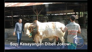 Sapi Kurban 1,1 Ton Milik Presiden Jokowi