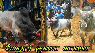 jallikattu மண்ணை விட்டு பிரிந்து திருச்சி மேலூர் குணா அவர்களின் காளை இறந்துவிட்டது||