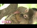 リスザル・クロキツネザル　伊豆シャボテン動物公園　赤ちゃんラッシュ（静岡県）