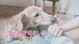 【犬派集合】可愛い君が愛おしい！　踊ってみた【浅葱】