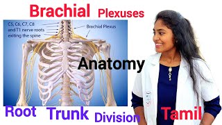 Brachial plexuses anatomy  in tamil | Root | trunk division |cord |branches | nerves of upper limb