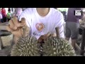 Bao Sheng Durian Farm Durian tasting with Bao Sheng the best organic durian in the world!