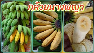 🍌กล้วยนางพญา ราชินีกล้วยภาคใต้ สีสวย อร่อยมาก